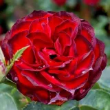 Vrtnice Floribunda - rdeča - Vrtnica brez vonja - Rosa A pesti srácok emléke - Na spletni nakup vrtnice