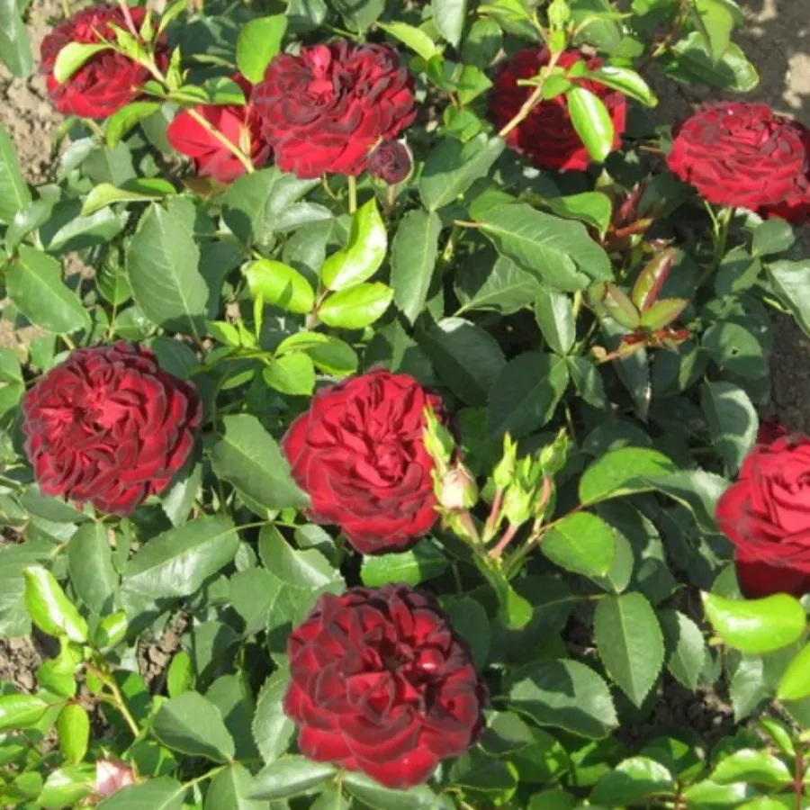 - - Róża - A pesti srácok emléke - Szkółka Róż Rozaria