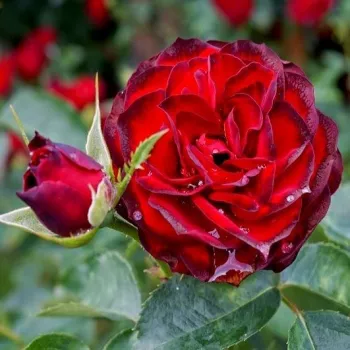 Rosa A pesti srácok emléke - rojo - árbol de rosas de flores en grupo - rosal de pie alto