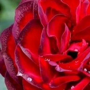 Rózsa kertészet - vörös - nem illatos rózsa - A pesti srácok emléke - virágágyi floribunda rózsa - (60-70 cm)