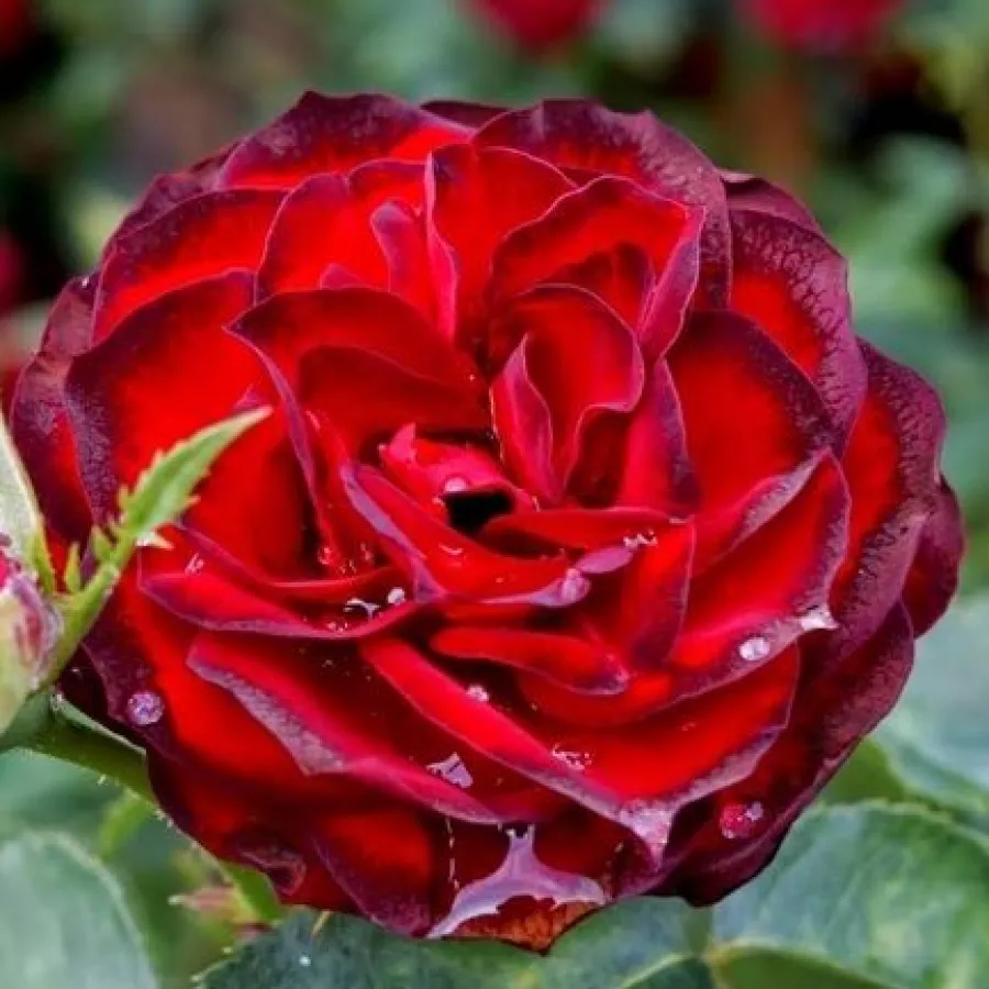 Jarko crvena - Ruža - A pesti srácok emléke - naručivanje i isporuka ruža