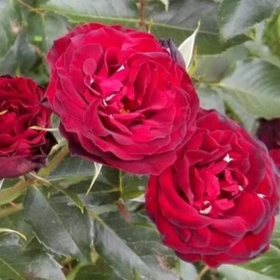 Ruža floribunda za gredice - Ruža - A pesti srácok emléke - sadnice ruža - proizvodnja i prodaja sadnica