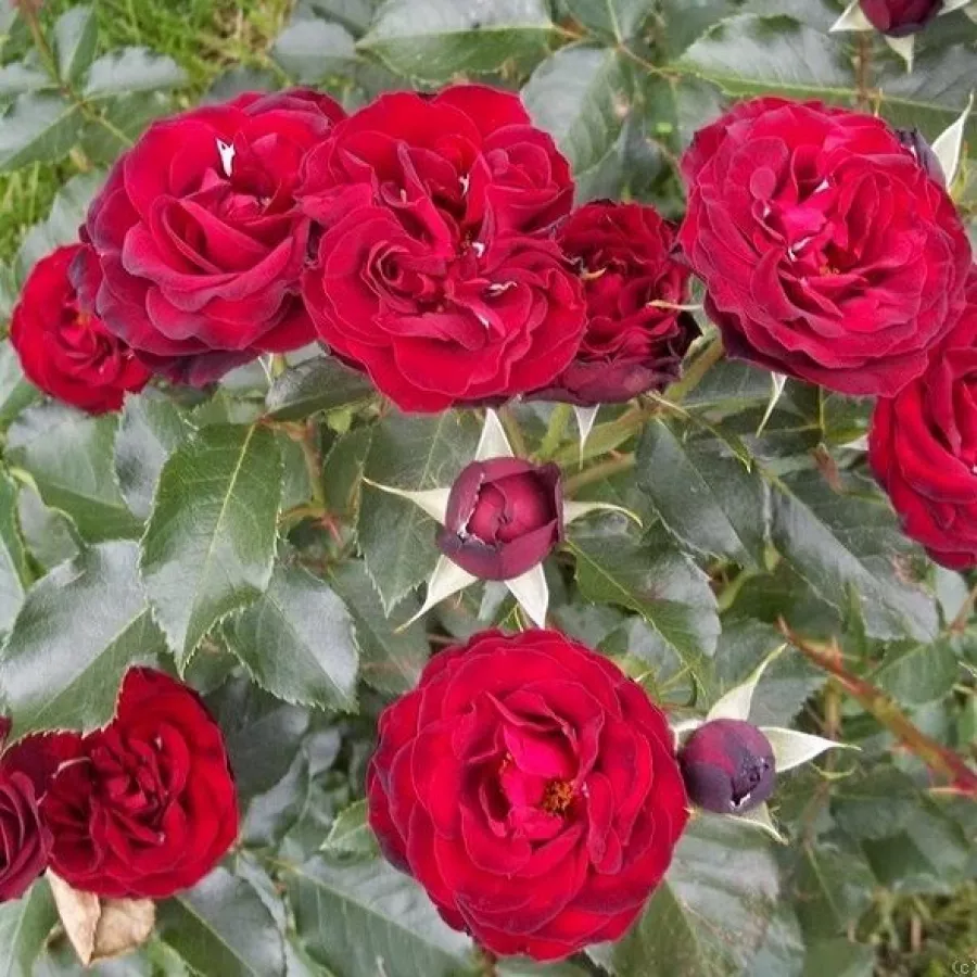 U kiticama - Ruža - A pesti srácok emléke - sadnice ruža - proizvodnja i prodaja sadnica