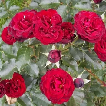 Aksamitny ciemnoczerwony - róże rabatowe grandiflora - floribunda   (60-70 cm)