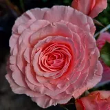 20-987-1
