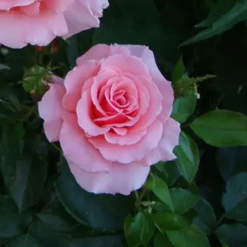 MACREXY – rosafarbene Floribunda-Beetrose - McGredy