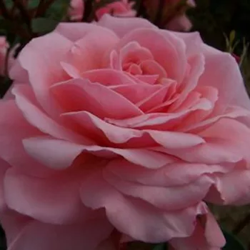 Rosen Online Gärtnerei - rosa - mild, zurückhaltend duftende rose - Macrexy - beetrose (floribunda) - (70-95 cm)
