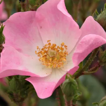 Online rózsa vásárlás - rózsaszín - parkrózsa - Ballerina - diszkrét illatú rózsa - alma aromájú - (90-185 cm)