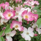 Trandafiri tufă - roz - trandafir cu parfum discret - Rosa Ballerina - Trandafiri online