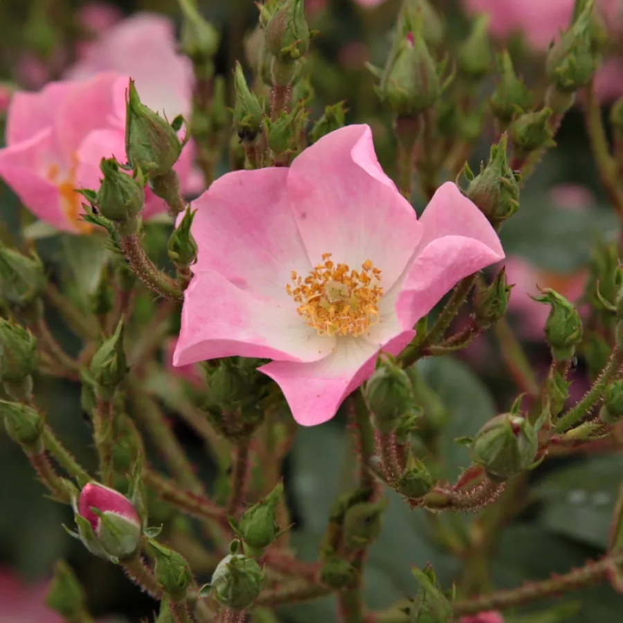 Rosa del profumo discreto - Rosa - Ballerina - Produzione e vendita on line di rose da giardino