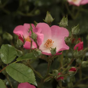 Rosa Ballerina - roz - trandafiri pomisor - Trandafir copac cu trunchi înalt – cu flori mărunți