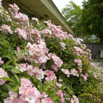 Roz deschis - Trandafir copac cu trunchi înalt - cu flori mărunți - coroană compactă