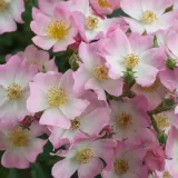 Rózsaszín - diszkrét illatú rózsa - alma aromájú - Online rózsa vásárlás - Rosa Ballerina - parkrózsa