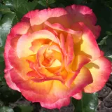 Sárga - vörös - parkrózsa - Online rózsa vásárlás - Rosa Bonanza ® - diszkrét illatú rózsa - kajszibarack aromájú