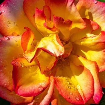 Rózsák webáruháza. - sárga - vörös - parkrózsa - Bonanza ® - diszkrét illatú rózsa - kajszibarack aromájú - (150-200 cm)