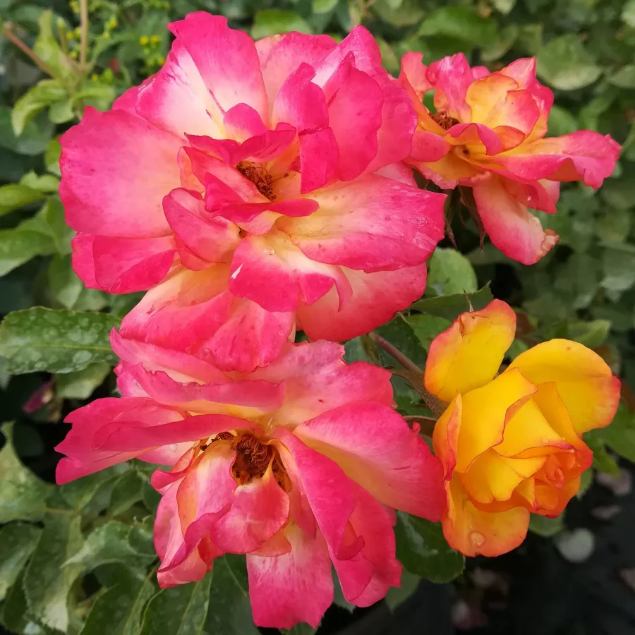 Galben rosu - Trandafiri - Bonanza ® - Trandafiri online