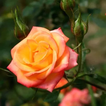 Rosa Bonanza ® - sárga - vörös - parkrózsa