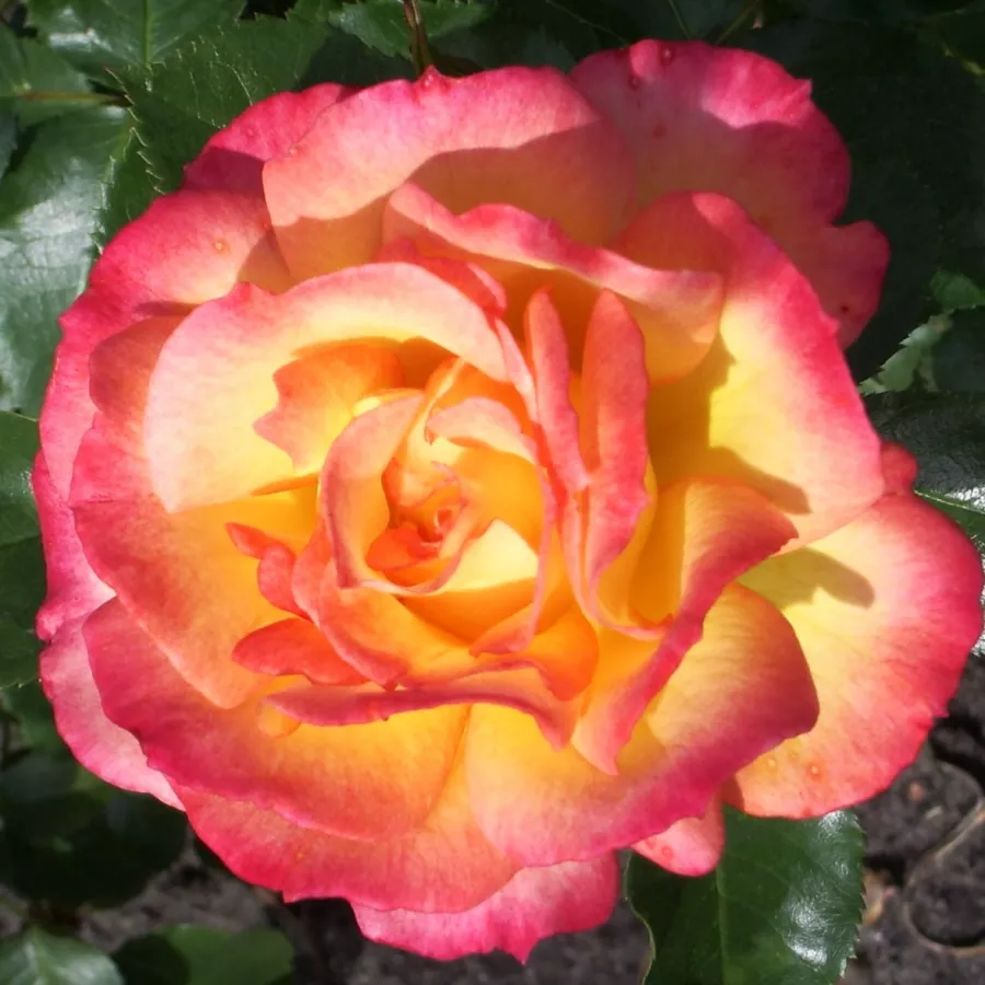 Amarillo rojo - Rosa - Bonanza ® - rosal de pie alto