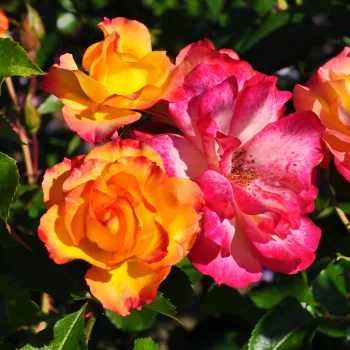 Sárga, vörösszegéllyel - magastörzsű rózsa - csokros virágú