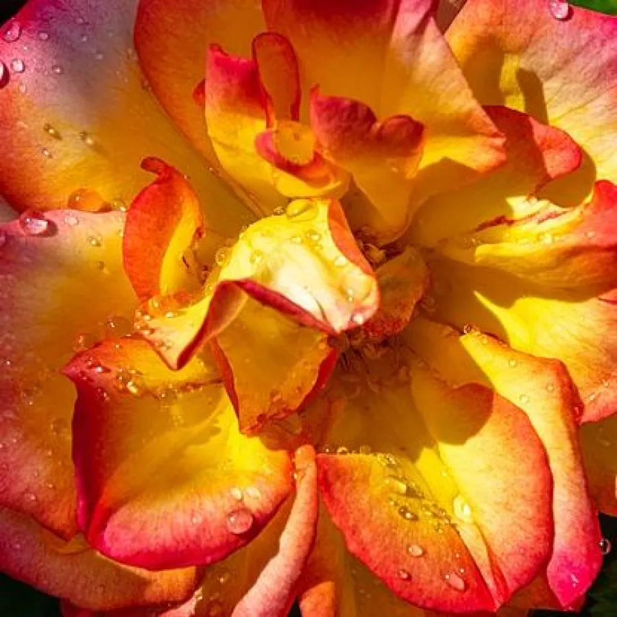 Csokros - Rózsa - Bonanza ® - Kertészeti webáruház