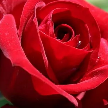 Rózsák webáruháza. - vörös - virágágyi floribunda rózsa - Niccolo Paganini ® - diszkrét illatú rózsa - málna aromájú - (70-90 cm)