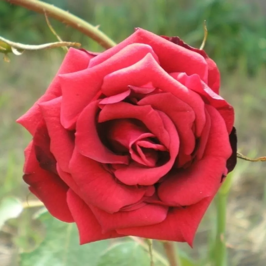 Rdeča - Roza - Niccolo Paganini ® - Na spletni nakup vrtnice