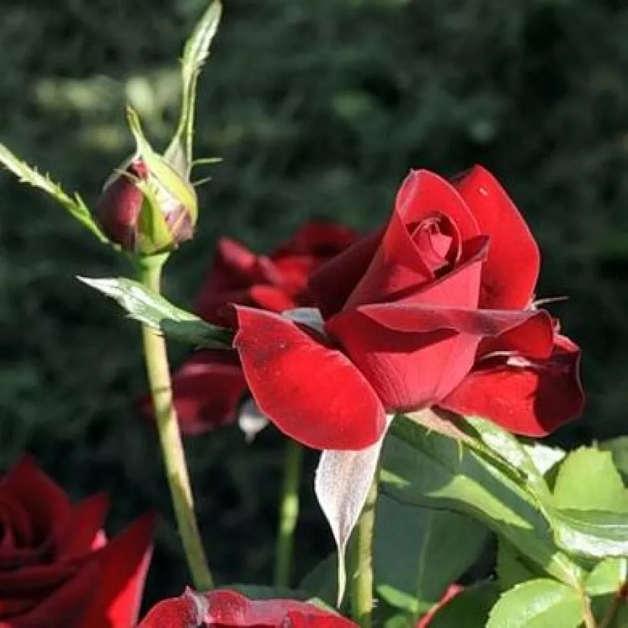 Csokros virágú - magastörzsű rózsafa - Rózsa - Niccolo Paganini ® - Kertészeti webáruház