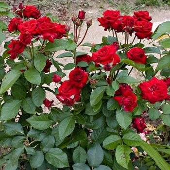 Sötétvörös - csokros virágú - magastörzsű rózsafa - diszkrét illatú rózsa - málna aromájú