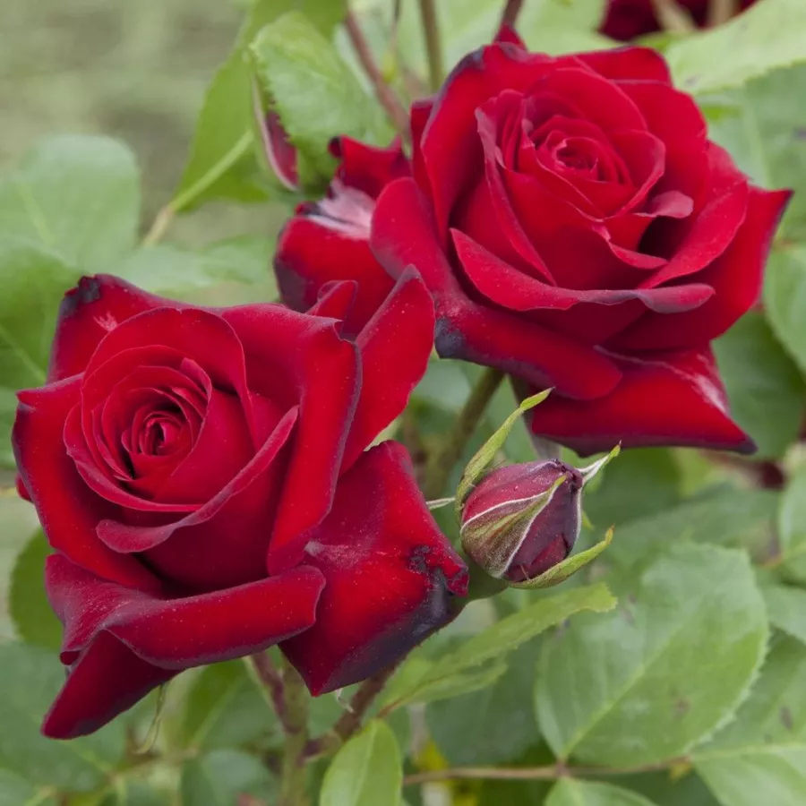 Floribunda ruže - Ruža - Niccolo Paganini ® - sadnice ruža - proizvodnja i prodaja sadnica