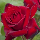 Záhonová ruža - floribunda - červený - Rosa Niccolo Paganini ® - mierna vôňa ruží - malina