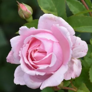 JOLEEN ™ – rosa Nostalgierose - Olesen