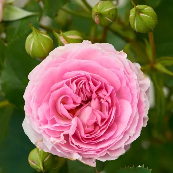Feiner pastellrosafarbener Ton mit leicht warmem Unterton. - nostalgische rose - kräftig, lang anhaltend duftende rose - fruchtig