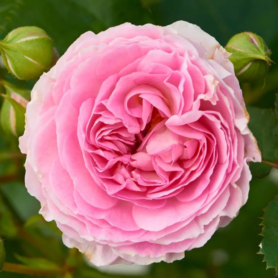 Różowy - Róża - Joleen ™ - róże sklep internetowy