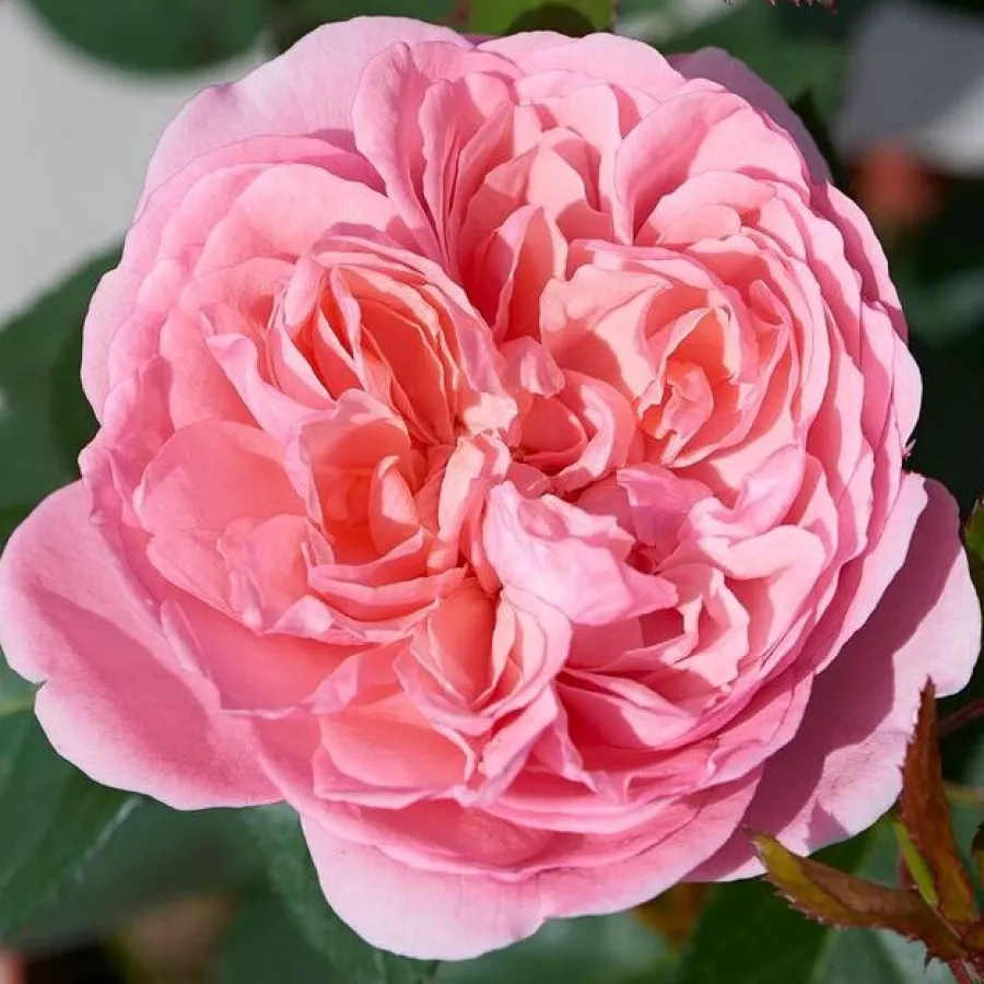 Nostalgische rose - Rosen - Joleen ™ - rosen online kaufen