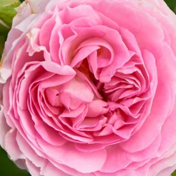 Online rózsa vásárlás - rózsaszín - nosztalgia rózsa - intenzív illatú rózsa - centifólia aromájú - Joleen ™ - (40-60 cm)