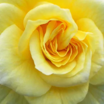 Rózsa kertészet - sárga - climber, futó rózsa - Summertime - diszkrét illatú rózsa - méz aromájú - (215-245 cm)