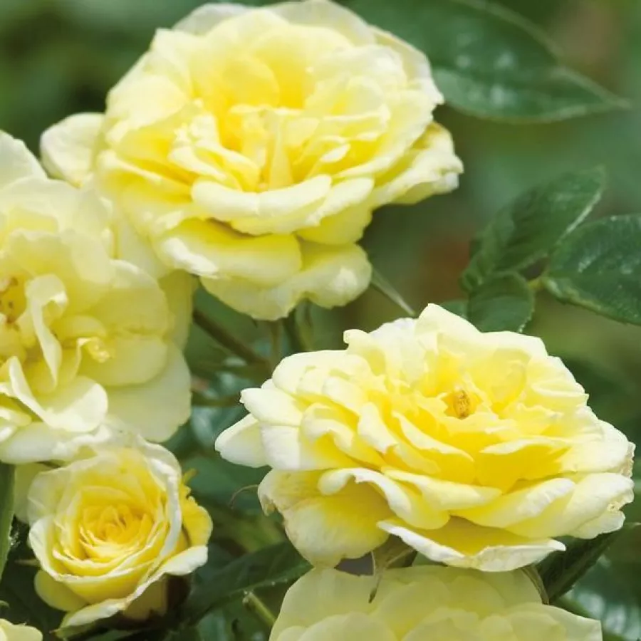 žuta boja - Ruža - Summertime - Narudžba ruža