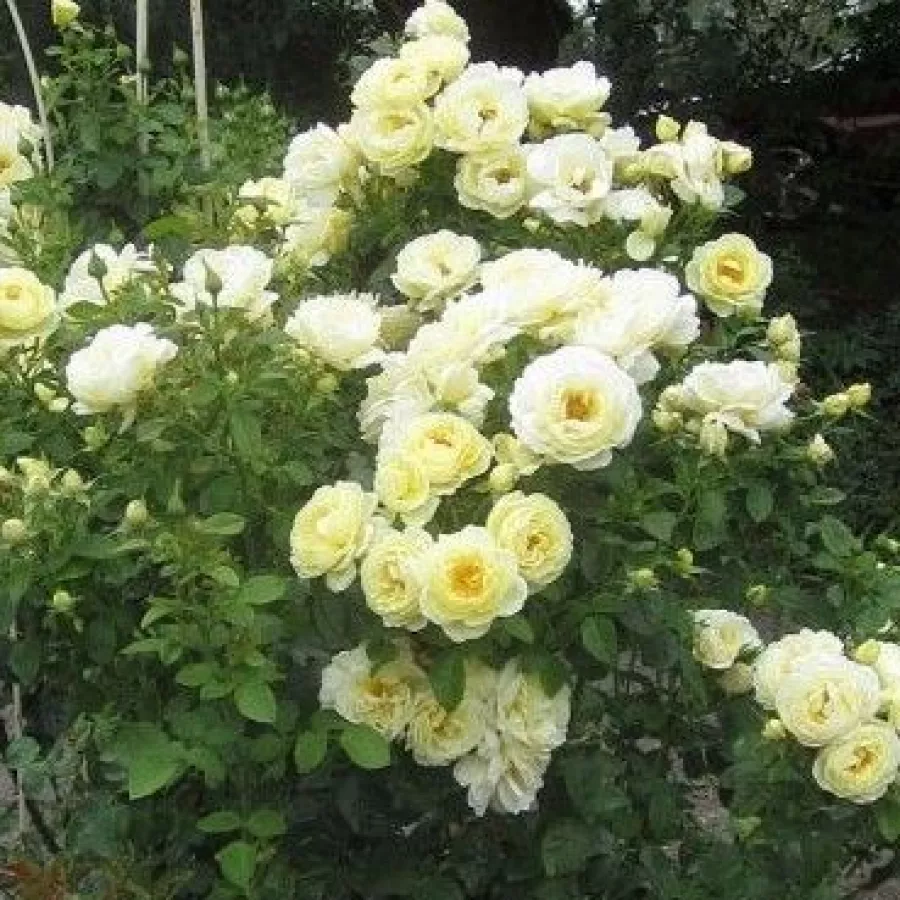 CHEWlarmoll - Rosa - Summertime - Produzione e vendita on line di rose da giardino