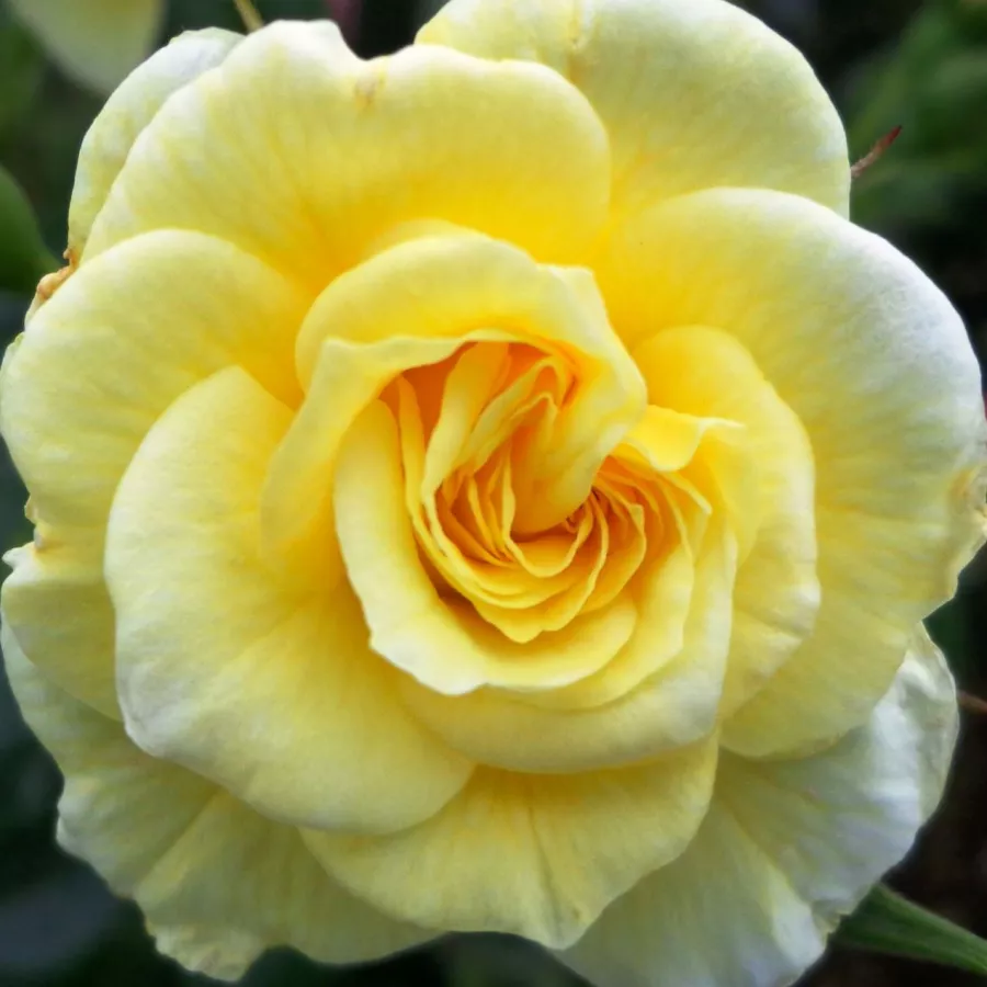 Amarillo - Rosa - Summertime - rosal de pie alto