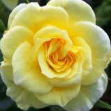 Stamrozen - geel - Rosa Summertime - zacht geurende roos