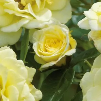 Rosa Summertime - gelb - kletterrosen