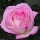 Fehér - rózsaszín - teahibrid rózsa - Online rózsa vásárlás - Rosa Princesse de Monaco ® - diszkrét illatú rózsa - gyümölcsös aromájú