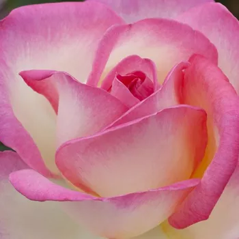 Online rózsa vásárlás - fehér - rózsaszín - teahibrid rózsa - Princesse de Monaco ® - diszkrét illatú rózsa - gyümölcsös aromájú - (70-90 cm)