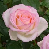 Ruža čajevke - bijelo - ružičasto - diskretni miris ruže - Rosa Princesse de Monaco ® - Narudžba ruža