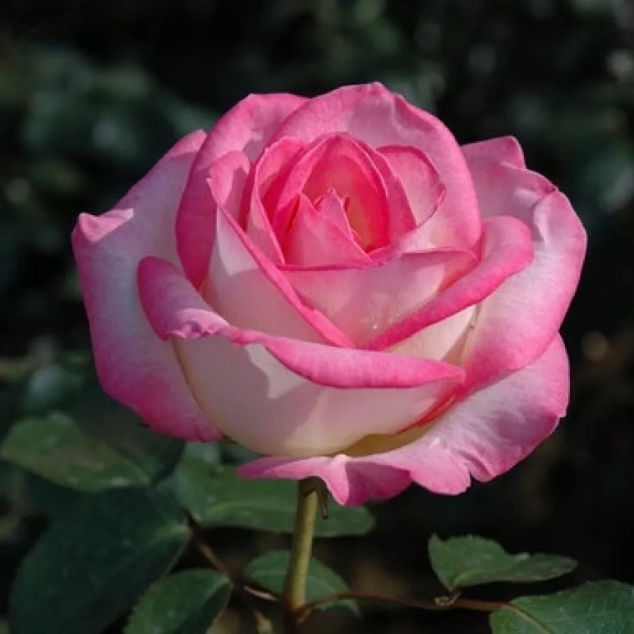 Fehér - rózsaszín - Rózsa - Princesse de Monaco ® - Online rózsa rendelés