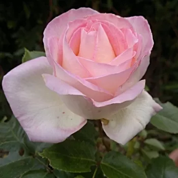 Rosa Princesse de Monaco ® - biela - ružová - čajohybrid