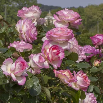 Krémfehér - rózsaszín sziromszél - teahibrid rózsa - diszkrét illatú rózsa - gyümölcsös aromájú
