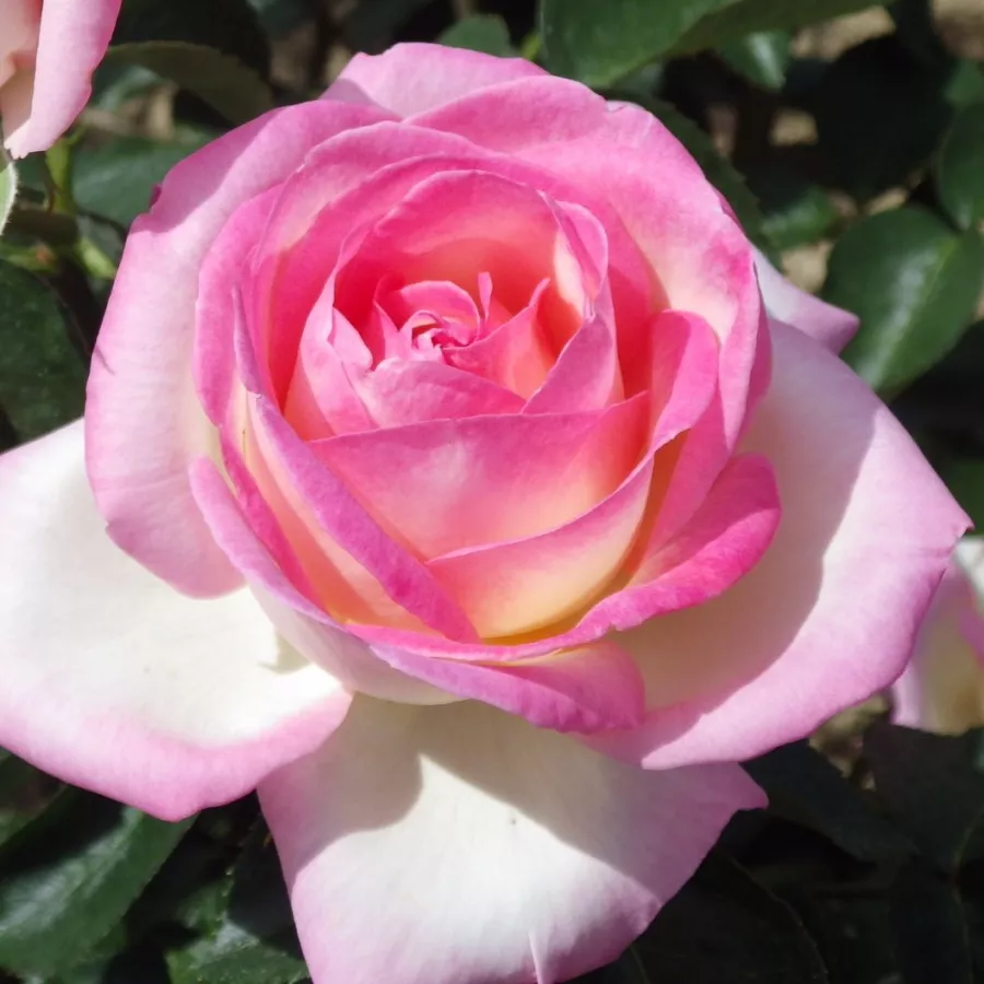 Trandafiri hibrizi Tea - Trandafiri - Princesse de Monaco ® - comanda trandafiri online