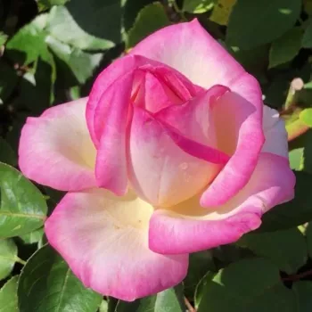 Rosa Princesse de Monaco ® - bijelo - ružičasta - hibridna čajevka