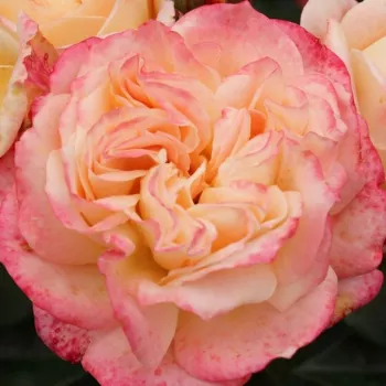 Rózsa rendelés online - sárga - rózsaszín - teahibrid rózsa - Concorde - közepesen illatos rózsa - málna aromájú - (100-110 cm)